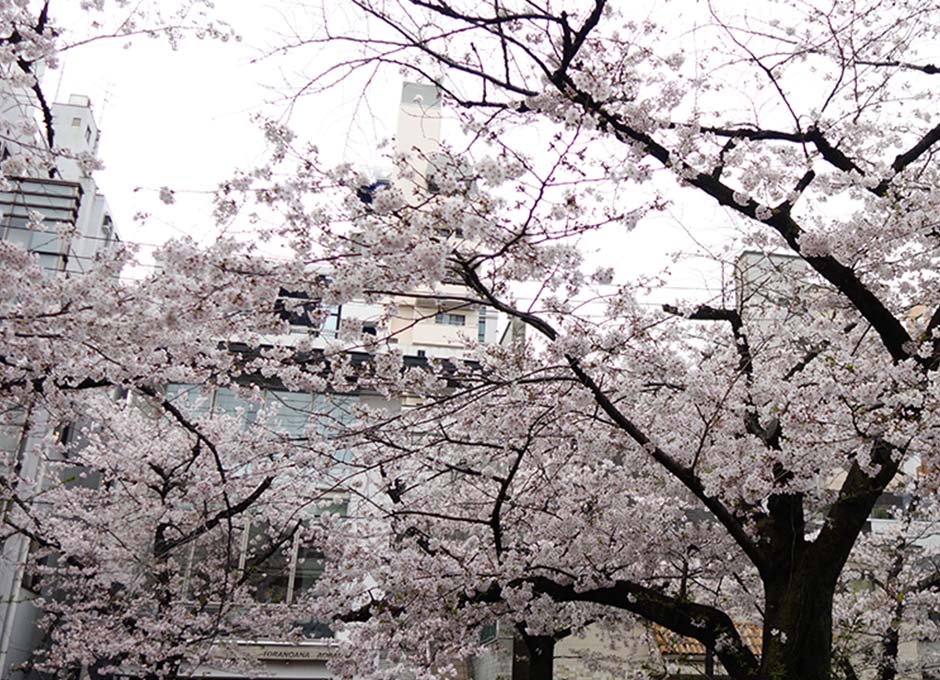 お店の目の前は満開の桜がとても綺麗です