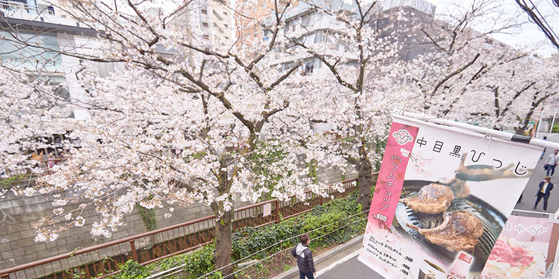 目黒川の桜